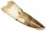 Fossil Spinosaurus Tooth - Real Dinosaur Tooth #357426-1
